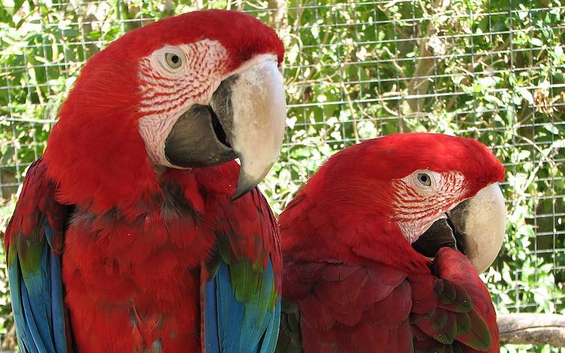 Parrot Macaw Lagos Zoo